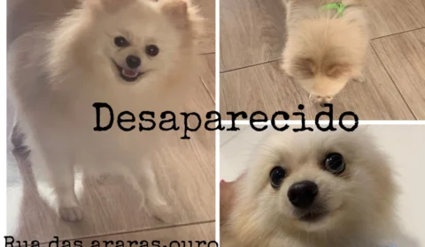 Desaparecimento:Dona do Pet Spitz pede ajuda para encontrar o seu cachorro