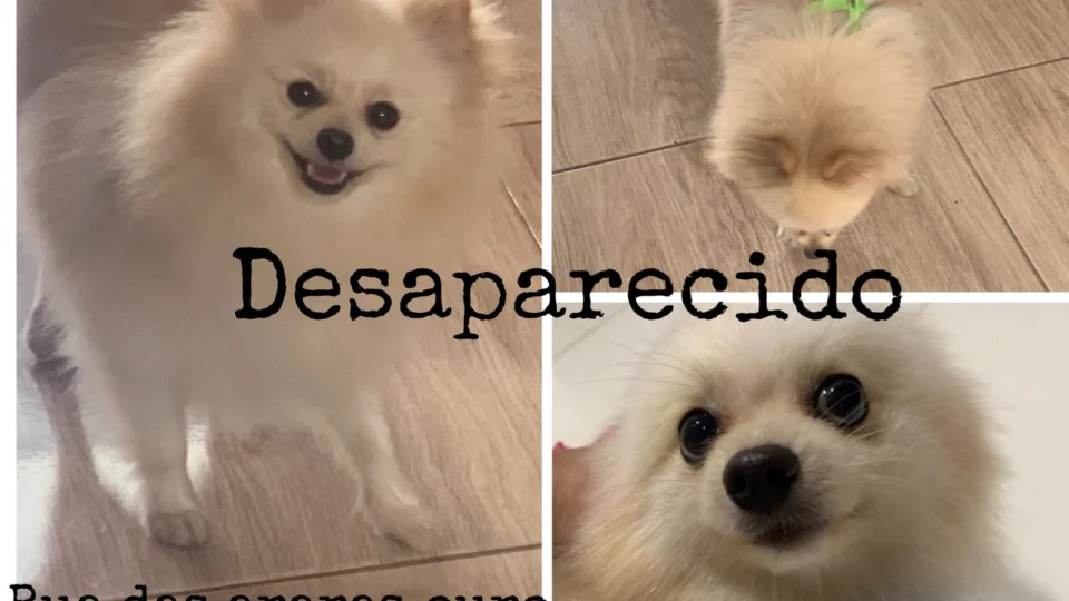 Desaparecimento:Dona do Pet Spitz pede ajuda para encontrar o seu cachorro