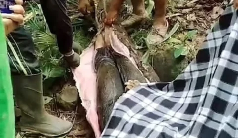 “Sempre me arrependerei”, diz marido de mulher engolida por cobra