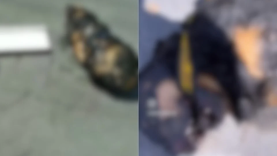 CENA BRUTAL: cachorro é encontrado morto e amarrado em via pública no Cidade Nova