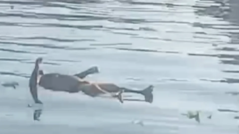 Cadáver é encontrado boiando no rio Negro na manhã deste sábado (29)