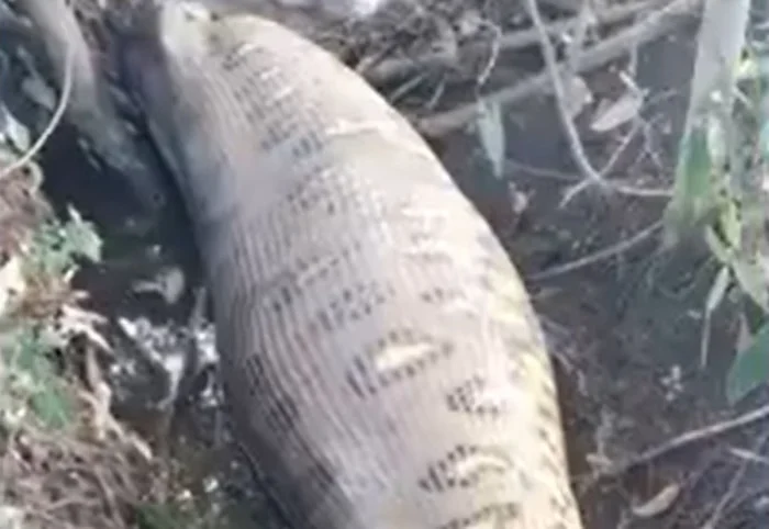Sucuri gigante é flagrada enquanto digere capivara no Pantanal; Veja vídeo