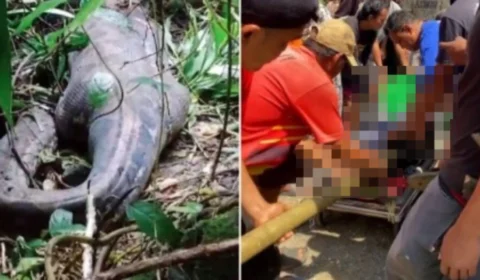 Veja Vídeo: mulher é encontrada morta dentro de cobra gigante de 5 metros