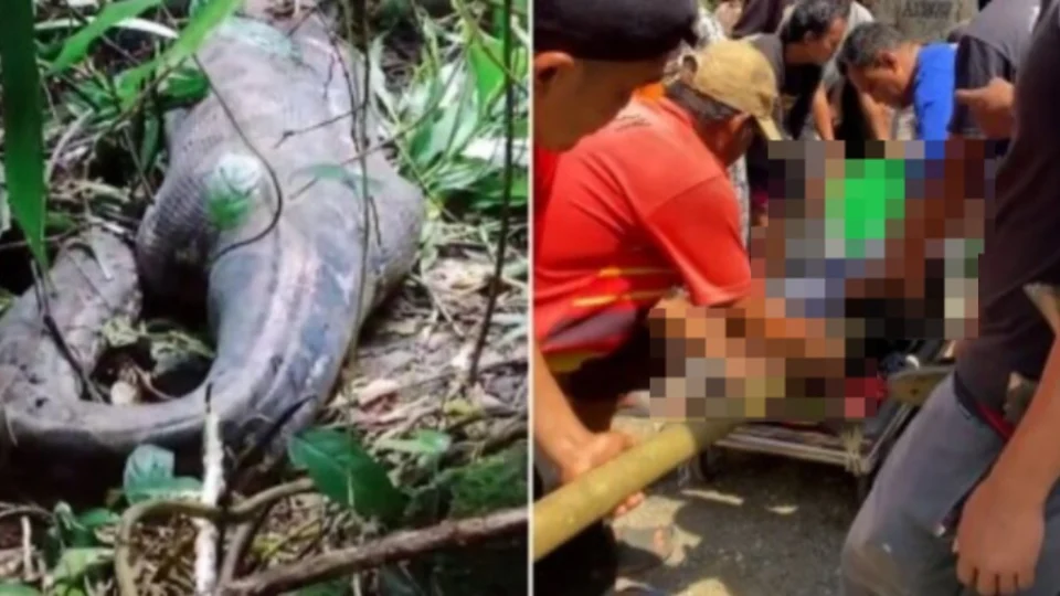 Veja Vídeo: mulher é encontrada morta dentro de cobra gigante de 5 metros