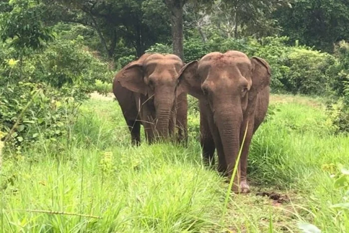 Turista americana morre em ataque de elefante durante safári na Zâmbia