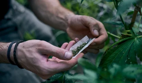 Quantidade de maconha liberada pelo STF rende até 133 ‘baseados’