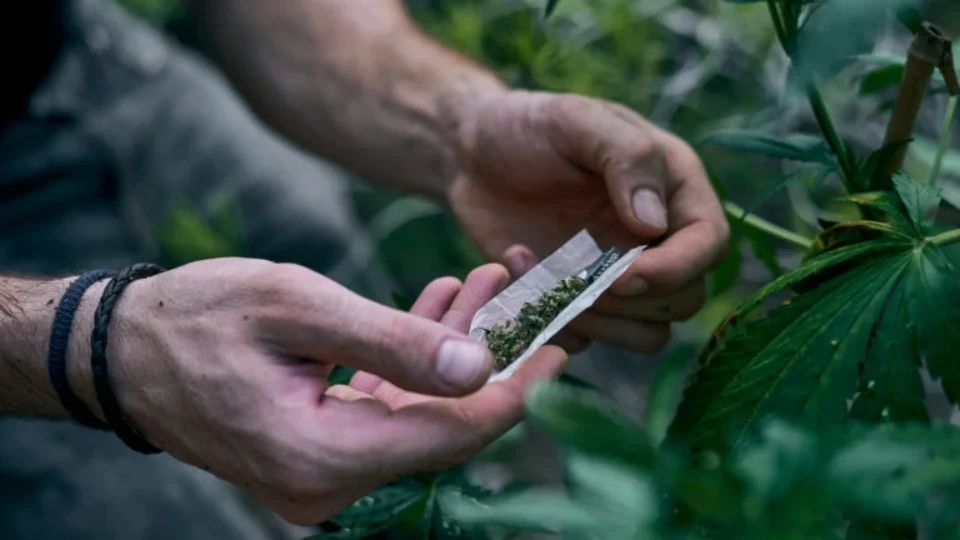 Quantidade de maconha liberada pelo STF rende até 133 ‘baseados’