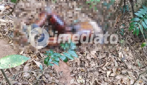 VÍDEO: corpo de homem em decomposição é encontrado dentro de estaleiro no Santo Antônio