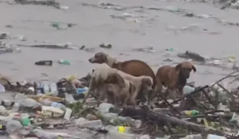 Furacão Beryl: cachorros são levados por correnteza na Jamaica em cima de estrutura
