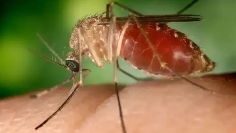 Brasil registra primeiras mortes por febre do Oropouche