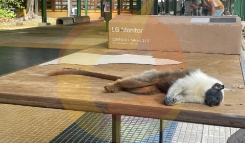 Maus-tratos ou força da natureza? Sauim-de-coleira é encontrado morto em cima de mesa na UFAM