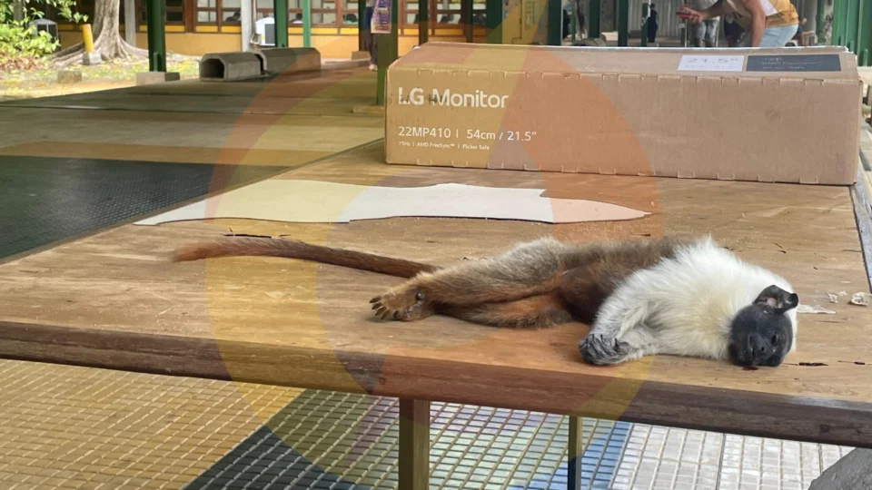 Maus-tratos ou força da natureza? Sauim-de-coleira é encontrado morto em cima de mesa na UFAM