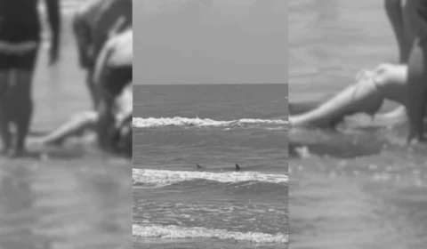 Tubarão causa alarme na ilha South Padre durante feriado; Duas pessoas foram mordidas