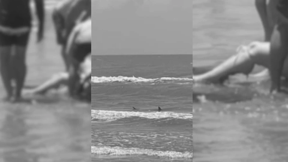 Tubarão causa alarme na ilha South Padre durante feriado; Duas pessoas foram mordidas