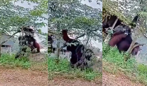 Vídeo: orangotango gigante surpreende moradores de Kalimantan Oriental