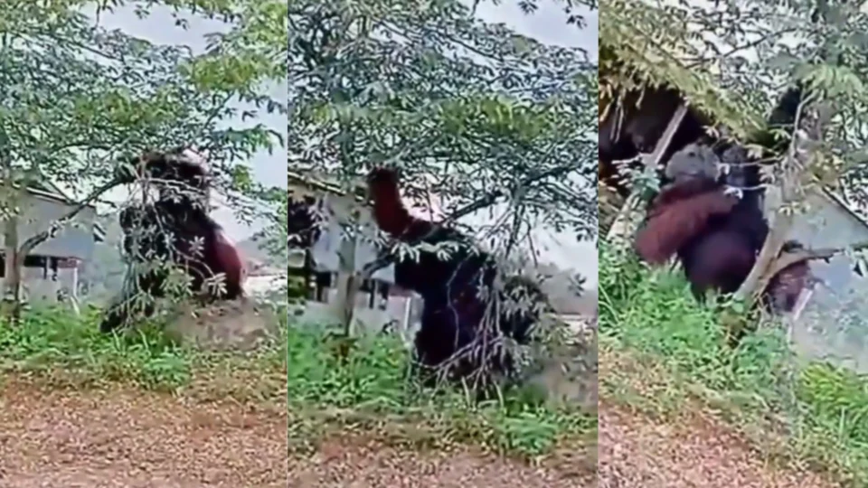 Vídeo: orangotango gigante surpreende moradores de Kalimantan Oriental