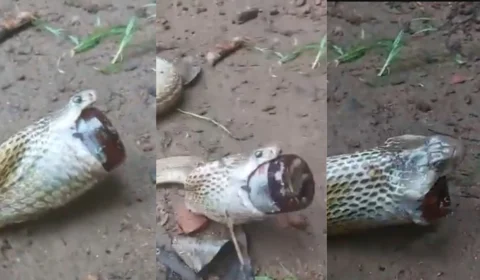 Naja engole frasco de xarope para tosse e precisa de ajuda em Bhubaneswar; VEJA