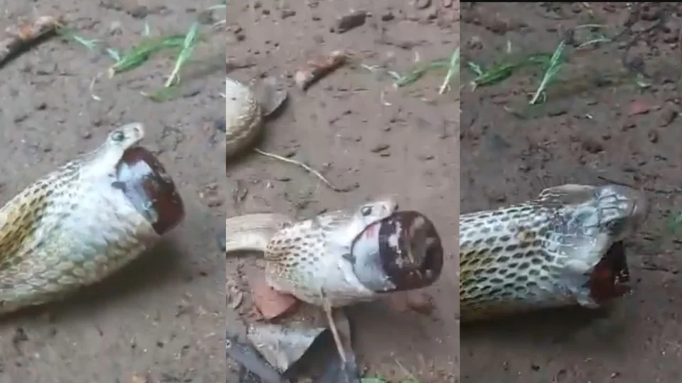 Naja engole frasco de xarope para tosse e precisa de ajuda em Bhubaneswar; VEJA