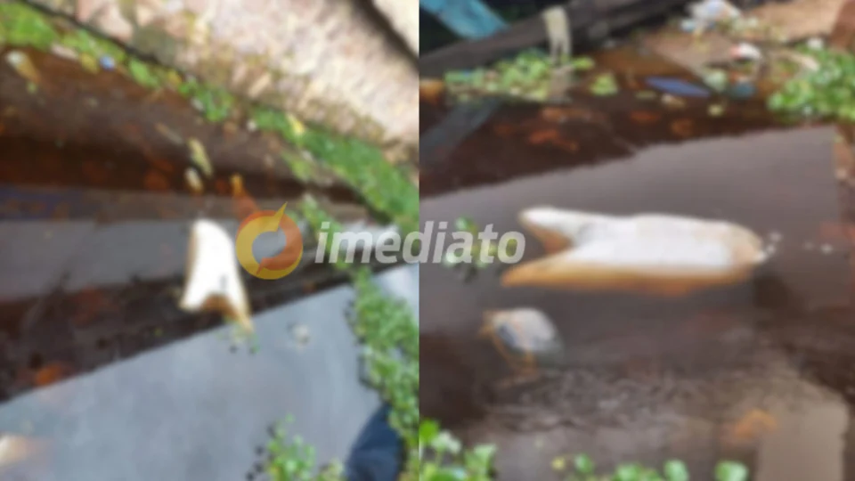 Corpo dentro de saco é encontrado boiando atrás de fábrica no Presidente Vargas