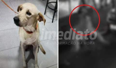 Polícia prende homem que matou cachorro a facadas no bairro Lírio do Vale em Manaus