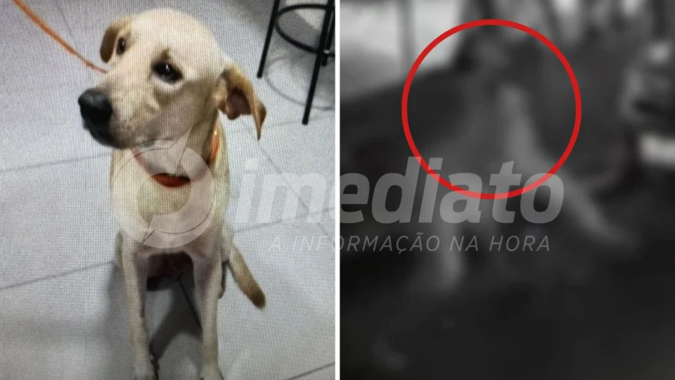 Polícia prende homem que matou cachorro a facadas no bairro Lírio do Vale em Manaus