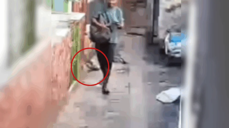 VEJA VÍDEO: homem é flagrado atirando pedra em gato na zona Leste de Manaus