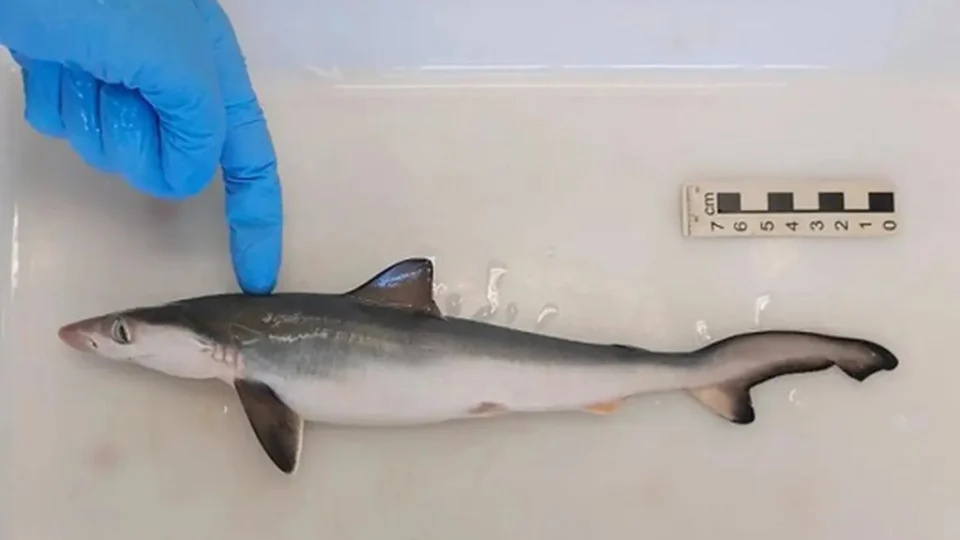 Tubarões são contaminados por cocaína, revela estudo da Fiocruz