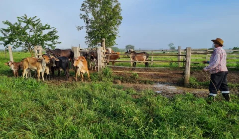Brucelose: segunda etapa da vacinação inicia nesta segunda-feira no Amazonas