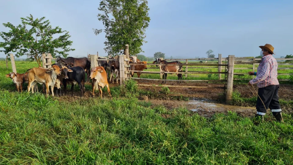 Brucelose: segunda etapa da vacinação inicia nesta segunda-feira no Amazonas