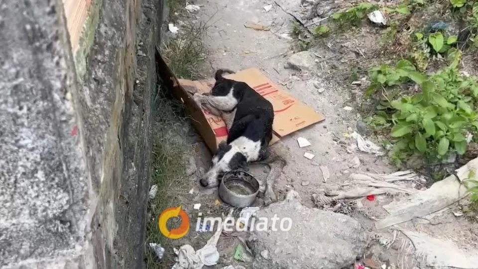 Cachorro cai em bueiro aberto e população reclama de infraestrutura no Cidade de Deus