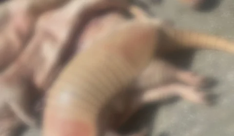 Idoso é preso por vender Carne de Caça no Novo Aleixo