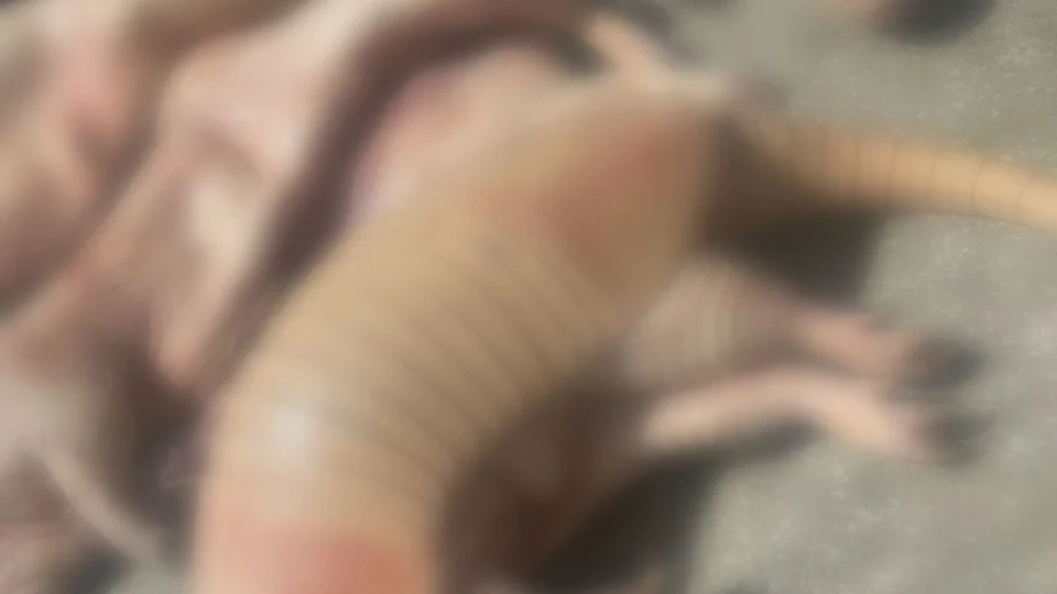 Idoso é preso por vender Carne de Caça no Novo Aleixo