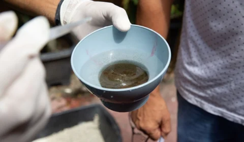 Manaus tem 26 bairros com alta vulnerabilidade para o Aedes