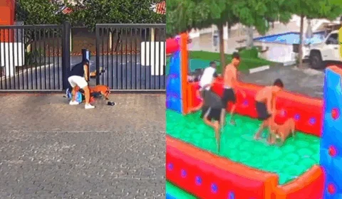 VEJA VÍDEO: cachorro ataca adolescentes e porteiro durante festa em condomínio
