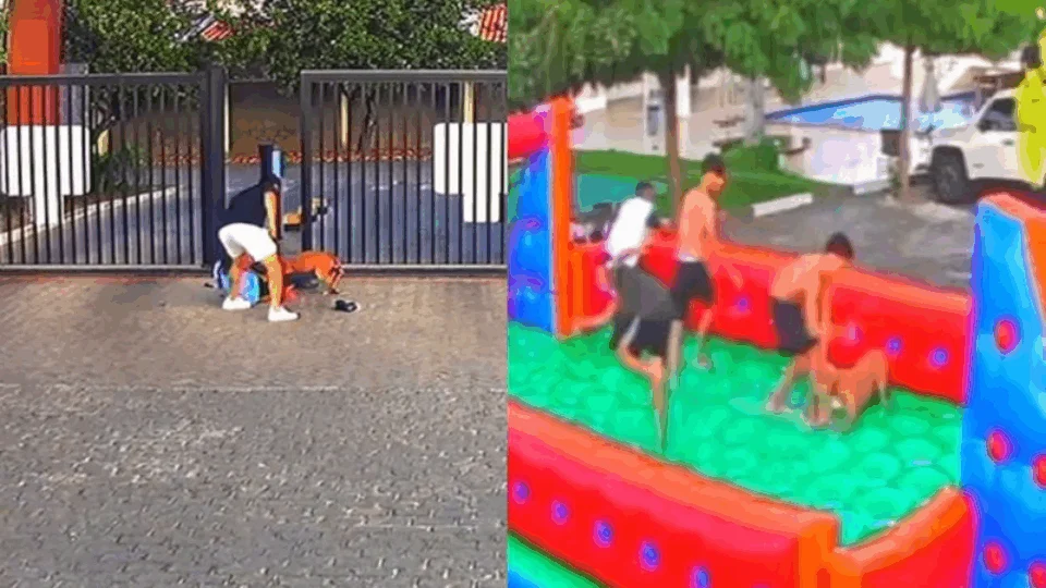VEJA VÍDEO: cachorro ataca adolescentes e porteiro durante festa em condomínio