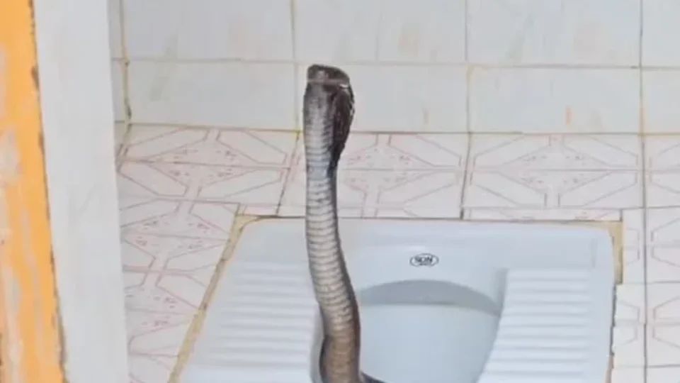 Vídeo: mulher encontra cobra altamente venenosa no vaso sanitário