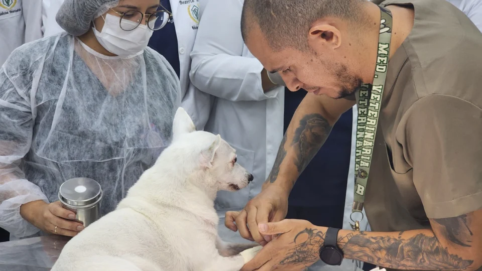 ‘Julho Dourado’ alerta para importância de check-ups veterinários dos pets