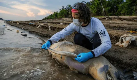 Mudanças climáticas já interferem em secas e cheias na Amazônia