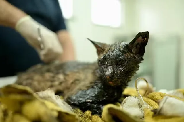 Gato é resgatado após ser coberto com piche na Zona Norte de Manaus