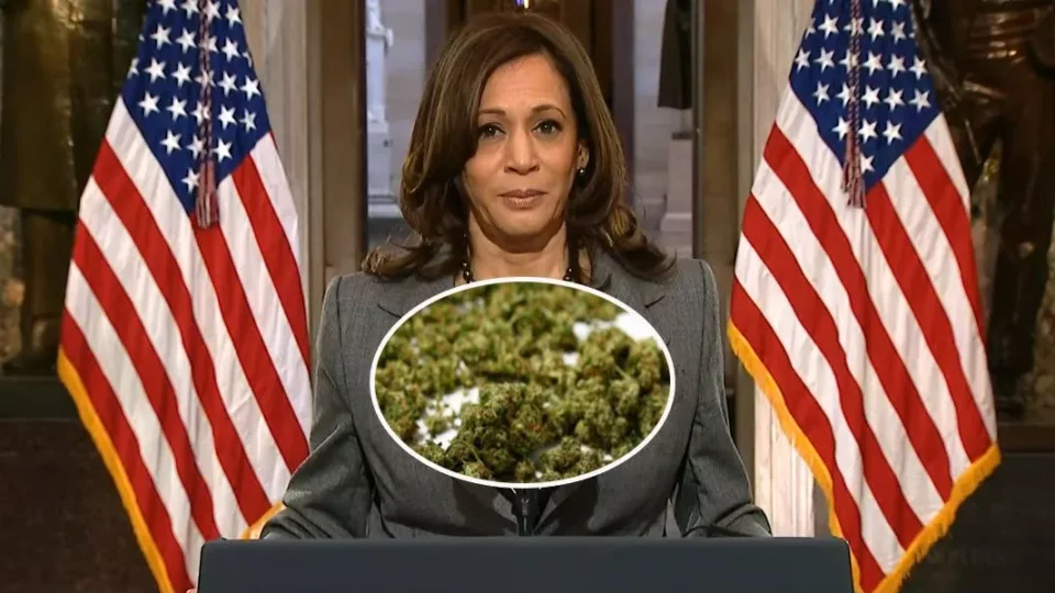 Kamala Harris defende a legalização da maconha e diz já ter usado