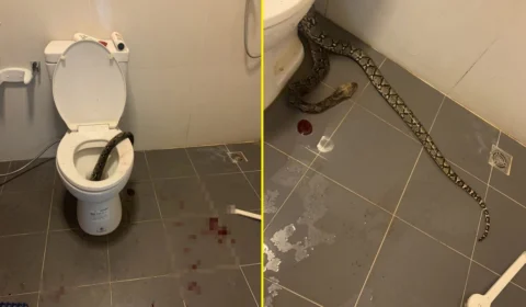 VEJA VÍDEO: homem é mordido nos testículos por cobra em vaso sanitário