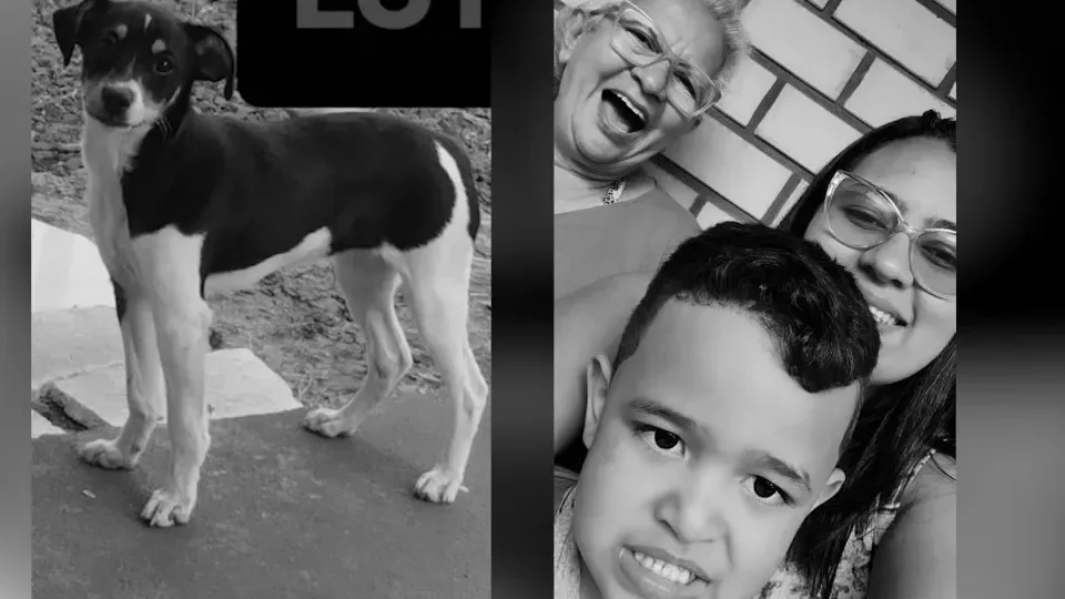 Cadelinha de família morta em acidente aéreo também estava no voo