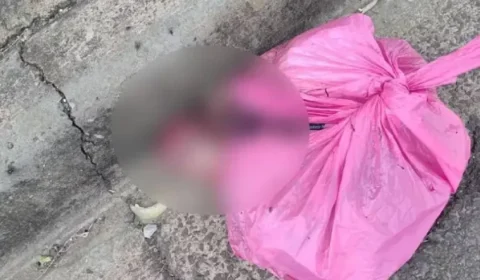 Cachorro pega sacola plástica e dona descobre 2 fetos dentro dela