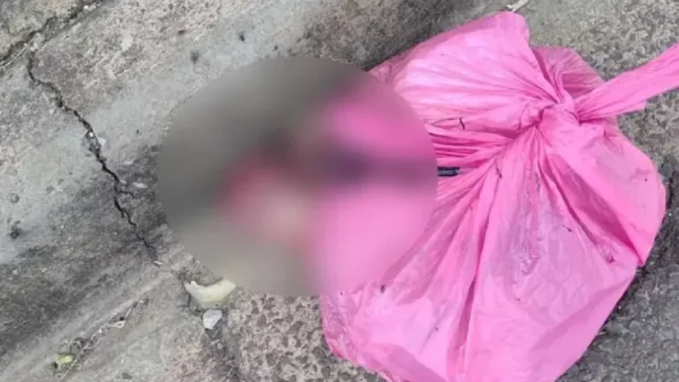 Cachorro pega sacola plástica e dona descobre 2 fetos dentro dela