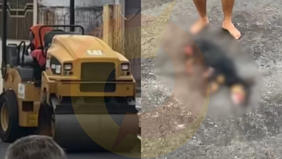 Deputada denuncia morte de cachorro atropelado por rolo compressor da Prefeitura de Manaus