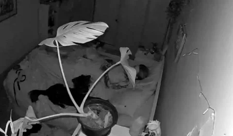 Vídeo: Portugal tem terremoto de magnitude 5,3 e assusta população