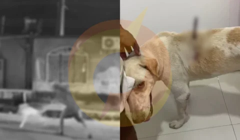 Vídeo: ‘Neguinho’ é preso após tentar matar cachorro a facadas no Amazonino Mendes