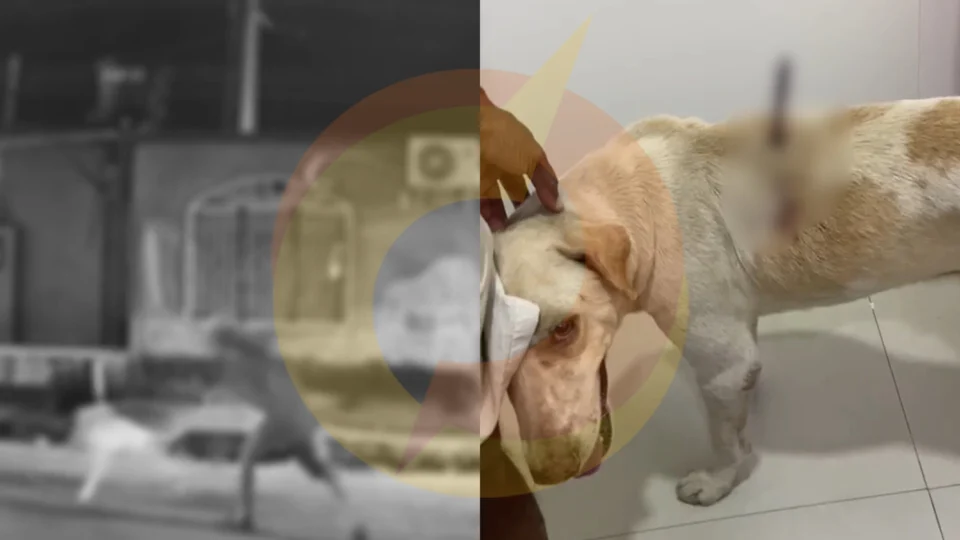 Vídeo: ‘Neguinho’ é preso após tentar matar cachorro a facadas no Amazonino Mendes