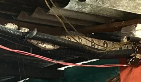 Moradores encontram jiboia dentro de casa no bairro Coroado em Manaus