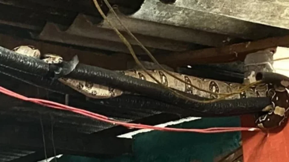 Moradores encontram jiboia dentro de casa no bairro Coroado em Manaus